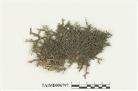 藏品(光萼蘚屬)的圖片